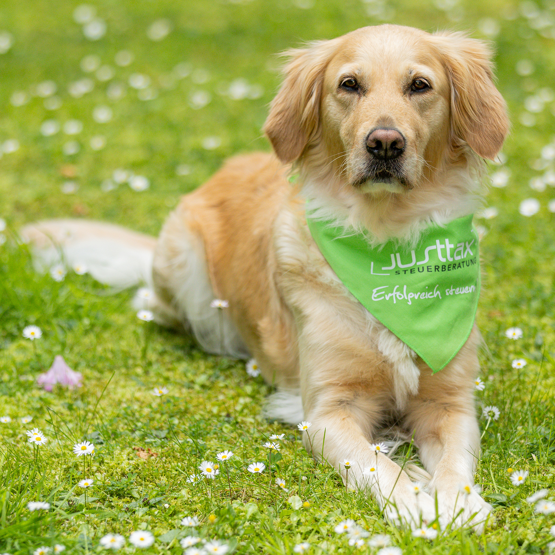 Kanzleihund Frieda